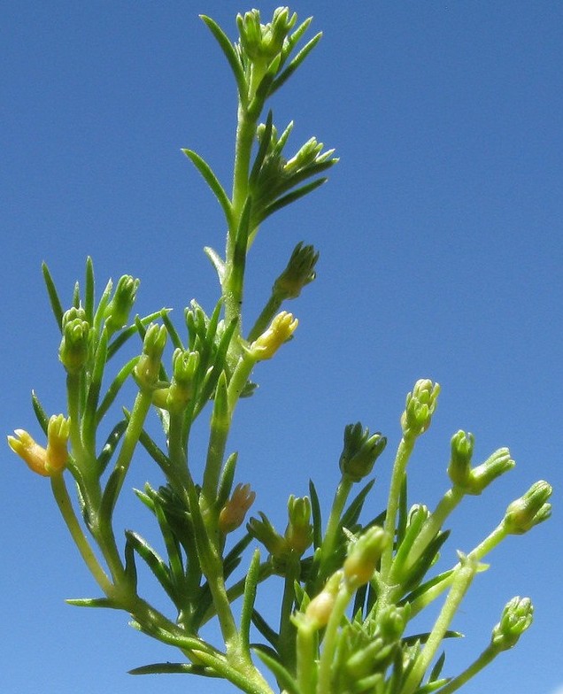 scleranthe scleranthus annuus