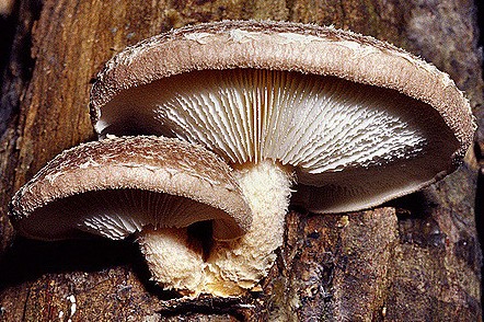 shiitakes lentinus edodes