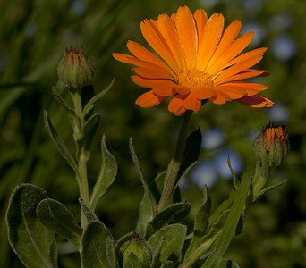 souci calendula officinalis