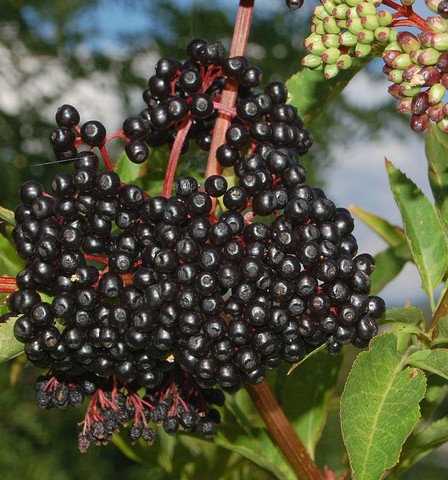 sureau noir sambucus nigra