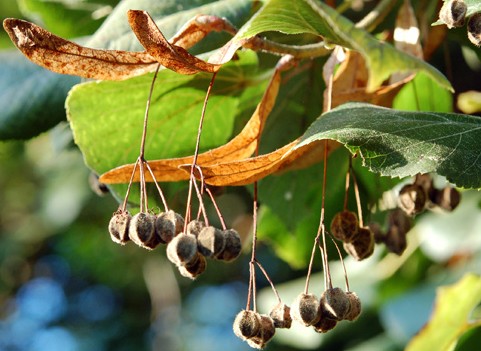 tilleul bractees tilia platyphyllos