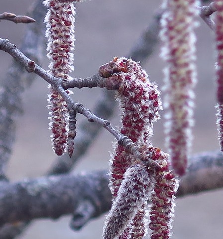 tremble aspen fleurs populus tremula