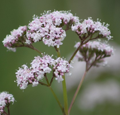 valeriane valeriana officinalis