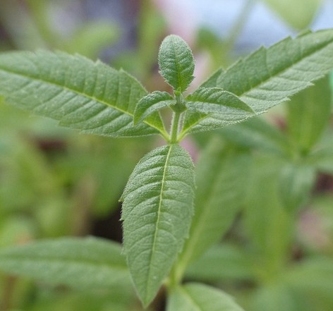 verveine odorante aloysia citrodora