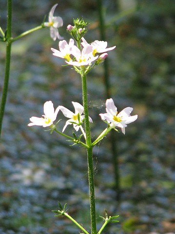 violette eau hottonia palustris