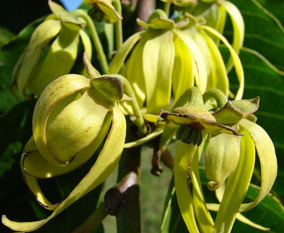 ylang ylang cananga odorata