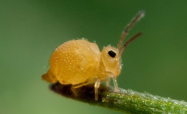 Collembole - Insecte de mon jardin bio