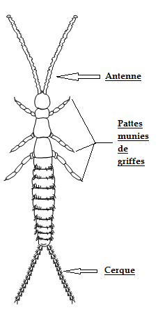 Diploure apterygote