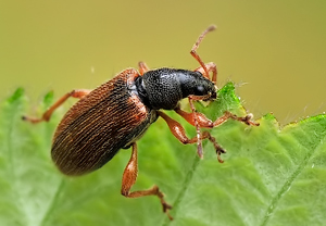 Phyllobius oblongus