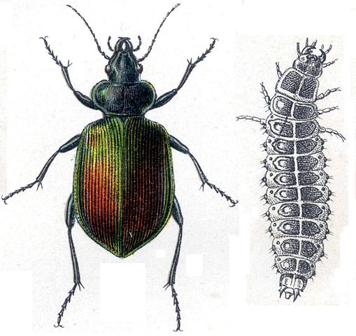 carabidae calosoma sycophanta