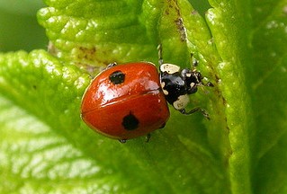 coccinelle adalia bipunctata