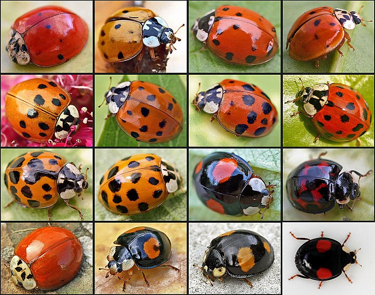 coccinelle asiatique harmonia axyridis