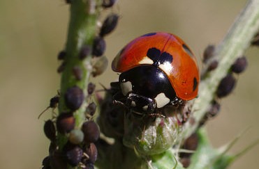 coccinelle