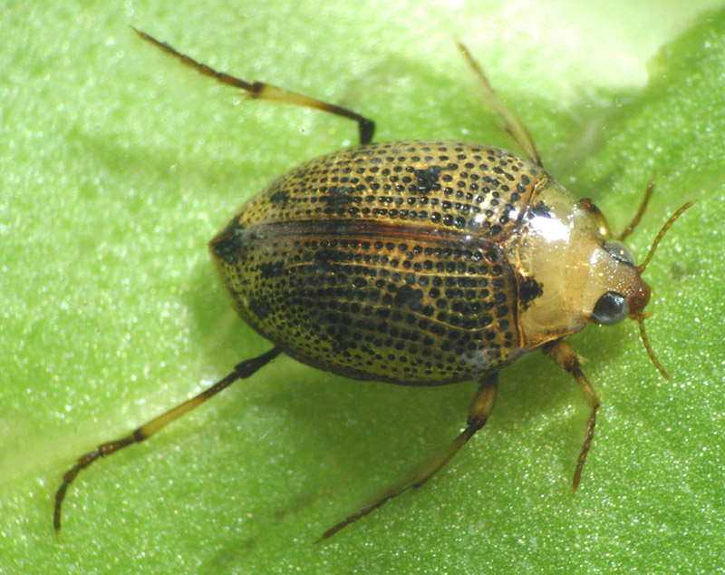 halipidae peltodytes dispersus