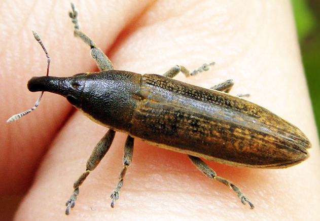 lixus junci