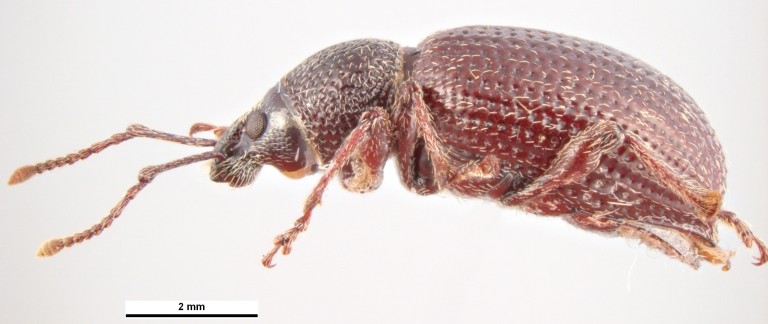 otiorhynque otiorhynchus cribricollis