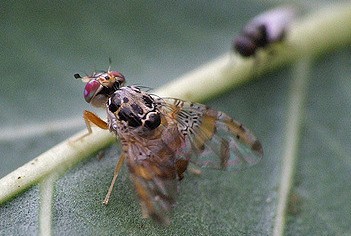 ceratite ceratitis capitata insecte