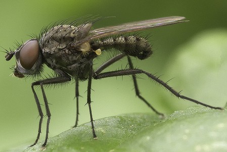 Delia platura, mouche des semis