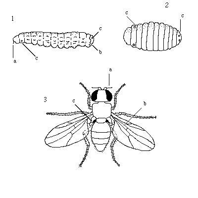 diptère Brachycère 