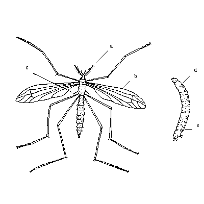 Tipule géant