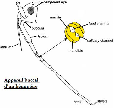 Appareil buccal d’un hémiptère - Insectes de mon jardin bio