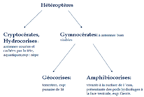 Classification des familles des hétéroptères