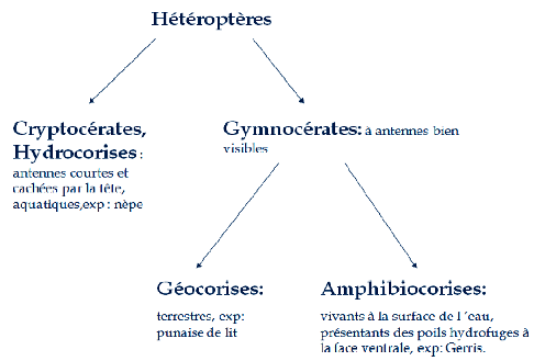 Systématiques des hétéroptères