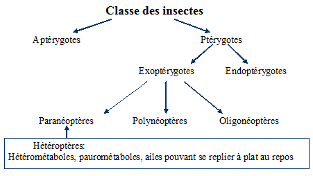 Position systématique des hétéroptères