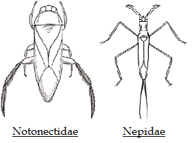 Cryptocérates hydrocoises - Hétéroptères