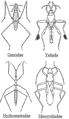 Gymnocérates amphibiocorises - Hétéroptères