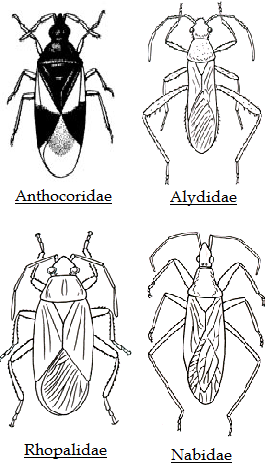 Gymnocérates géocorises Hétéroptères