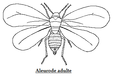 Aleurode adulte - Homoptères