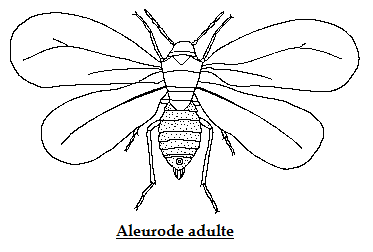 aleurode adulte homopteres