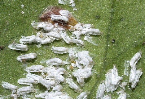cochenille asiatique Unaspis yanonensis adulte larve
