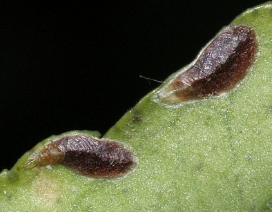 Cochenille asiatique des agrumes, Unaspis yanonensis