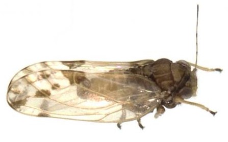 Adulte Euphyllura olivina