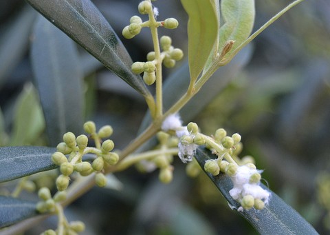 Secrétions cireuses de larves d'Euphyllura olivina sur des fleurs d'olivier