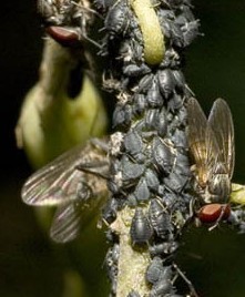 Colonies de pucerons noirs de la fève