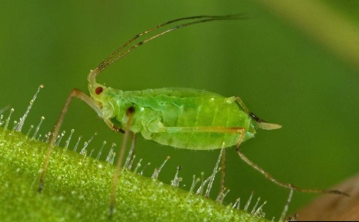 puceron vert myzus persicae