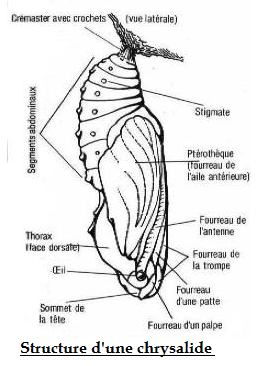 Chrysalide  de lépidoptères