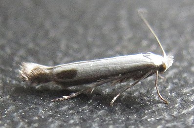 Lyonetia clerkella