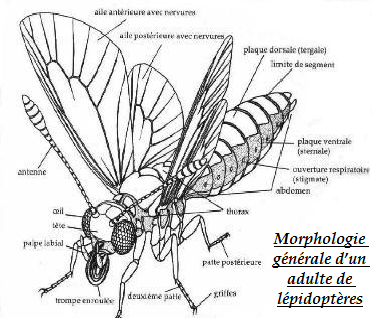morphologie d'un adulte de lépidoptères
