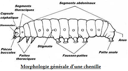 Morphologie d'une chenille de lépidoptères