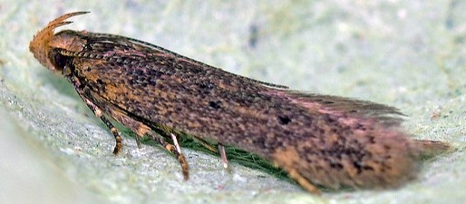 Teigne betterave, Scrobipalpa ocellatella