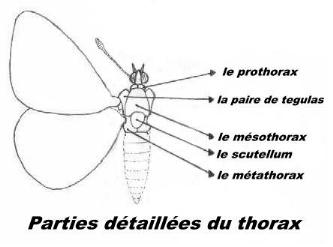 Thorax de lépidoptères