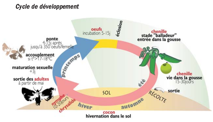 tordeuse pois cycle biologique