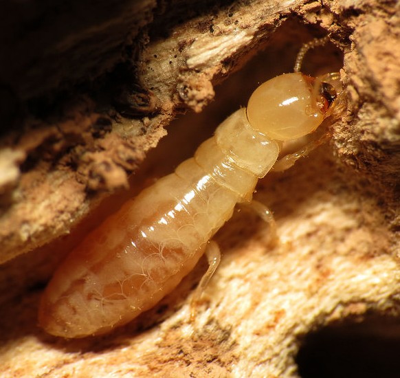 termite