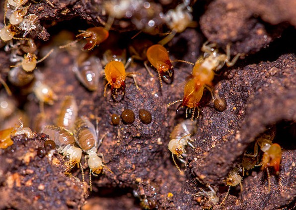 termites