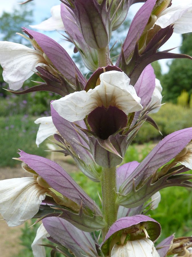 Acanthus spinosus Acanthaceae flower