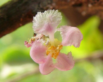 acerola fleurs